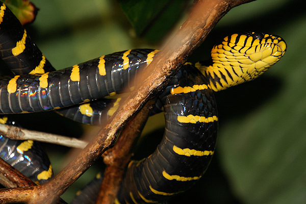 Gold-ringedCatSnake_Sukau_0254 (148)_m.jpg